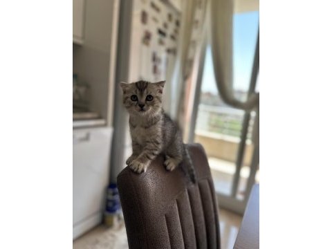 Scottish fold kediler