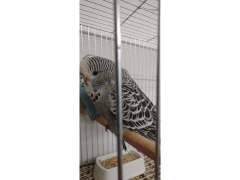 Show jumbo muhabbet kuşu yavrular