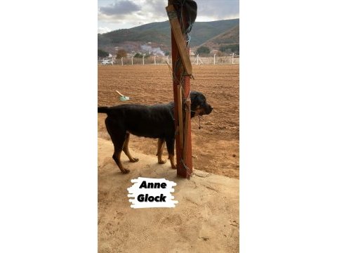 2 erkek ve 3 dişi safkan macar koca kafa rottweiler köpekler