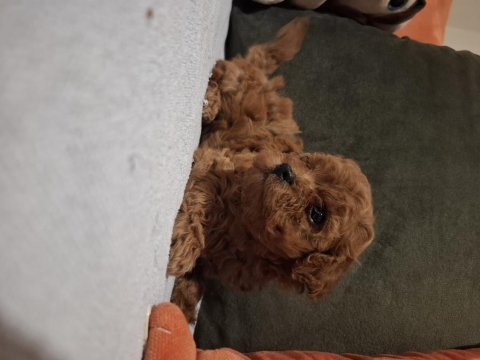 Minik poodle prensesiniz sizi bekliyor