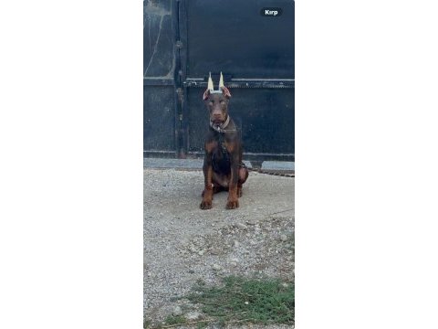 Full estetikli king doberman