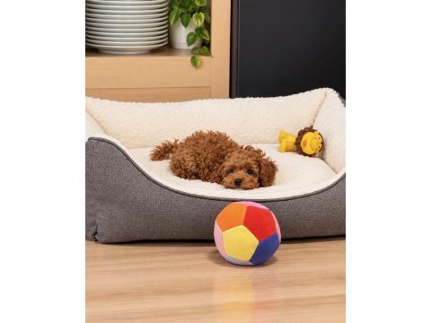 Üretim ve bakım ruhsatlı evimizden toy poodle