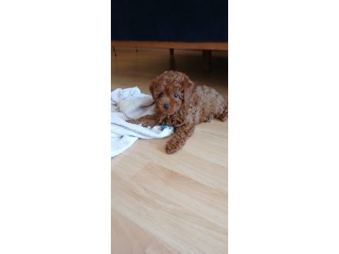 Akıl küpü toy poodle bebeklerimiz