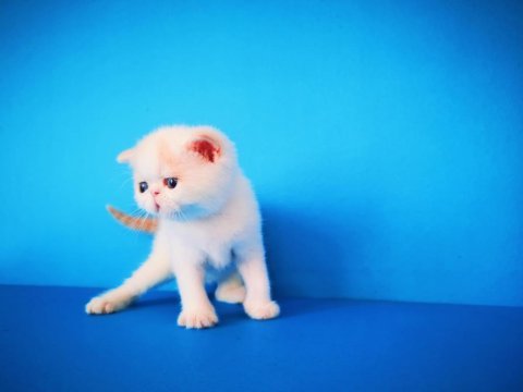 Exotic shorthair safkan yavrular rezerveye hazır
