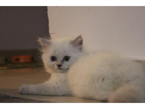 Scottish fold yavru kedimiz