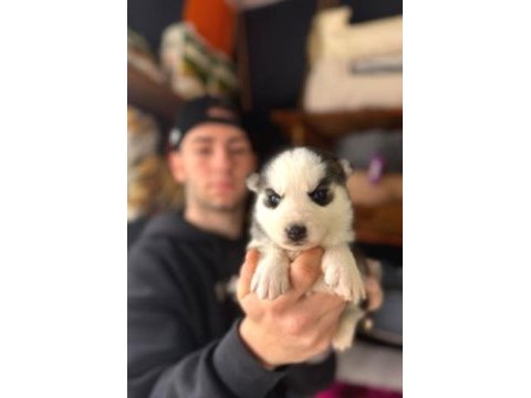 Burkemden a kan husky yavrularımız