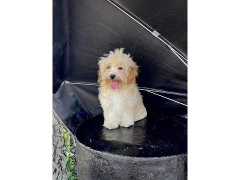 Safkan maltipoo