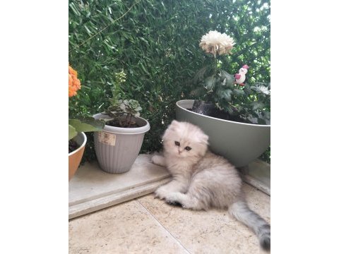 British longhair bal kız