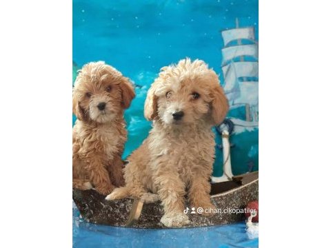 Maltipoo bebekler