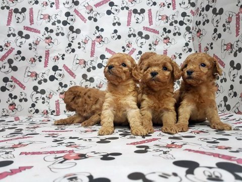 Toy poodle yavru köpekler