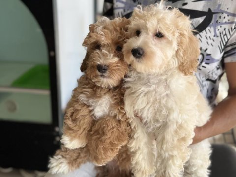 Wc eğitimli aşılı pasaportlu maltipoo yavrular
