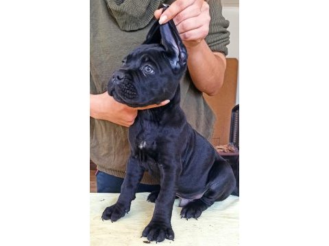 Kif/fci şcr belgeli anne altından cane corso yavruları