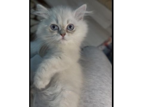 British longhair erkek kardeşler