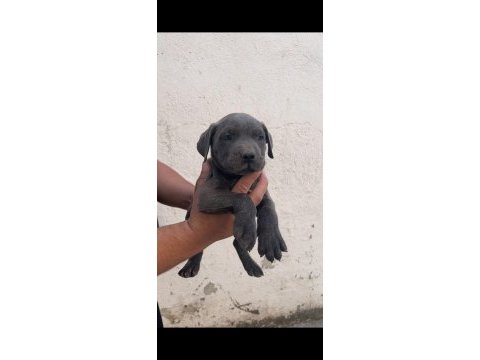 Kaliteli cane corso yavrular