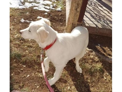 Gidecek yeri yok köpeğimiz için ankara içi yuva