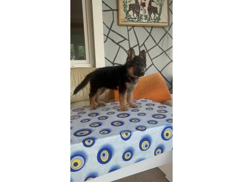 Dişi erkek mevcut alman kurdu