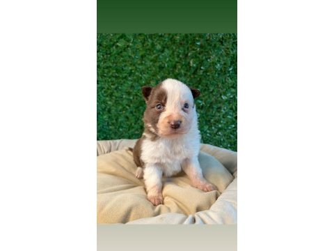 Oyuncu border collie yavrularımız!