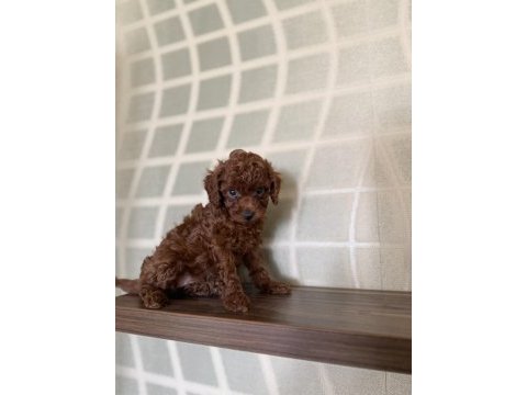 En koyusunu isteyene dark redbrown erkek kore toy poodle