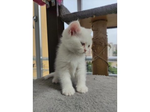 Yavru cins kedi uygun puanlı
