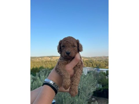Mınyatür safkan saglık ve ırk garantılı toy poodle yavrular