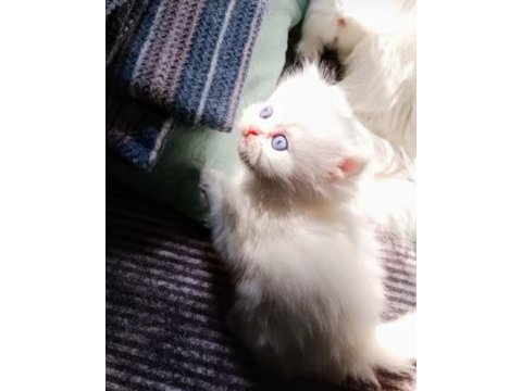 Erkek kedimiz sahibini arıyor