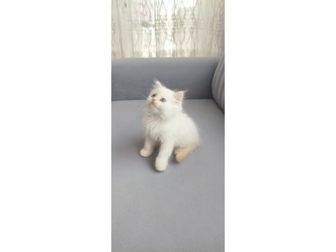 3 minik prens kedimiz evde yatılı iş arıyor