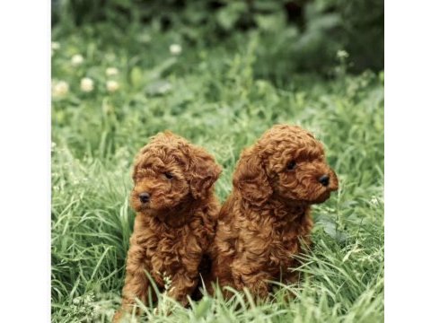 Minnoş poodle yavrular