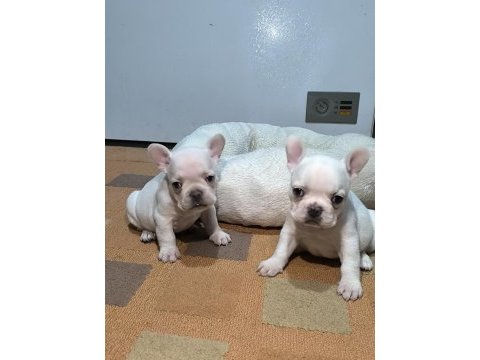 A kalite egzotik french bulldog yavrular