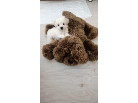 2 aylık erkek maltese terrier