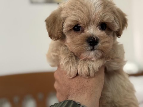 Ruhsatlı çiftlikde ziyarete açık tea cup kore maltipoo