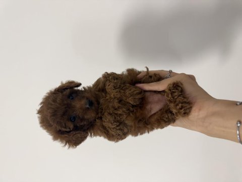 Bebek poodle köpeğimiz