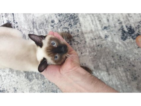 5 aylık safkan kırık kuyruk dişi siyam kedisi