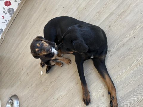Yavru rottweiler