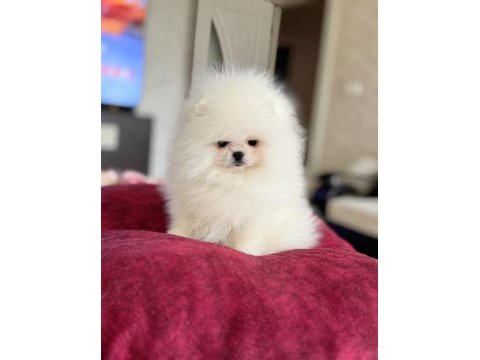 Kraliçe gibi pomeranian boo dişi
