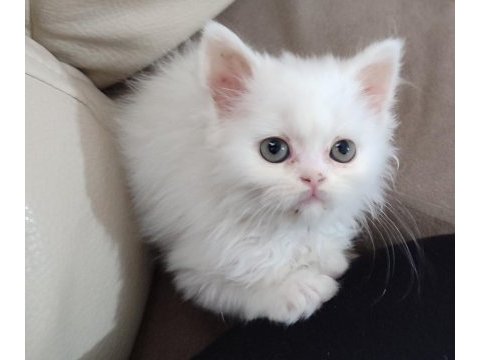 2 aylık dişi british longhair kedimi sahiplendiriyorum