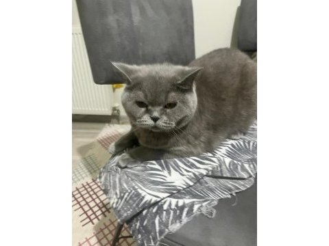 British shorthair 4 yaşında
