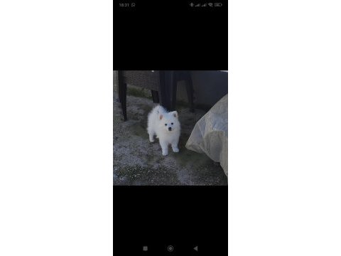 7 ekim doğumlu pomerian spitzi yavrular
