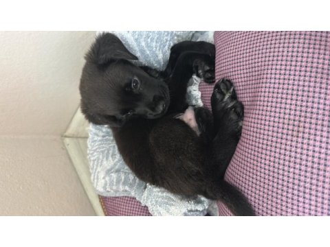 3 aylık erkek yavru cane corso