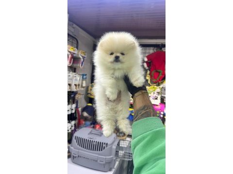 Pomeranian boo bebekleri