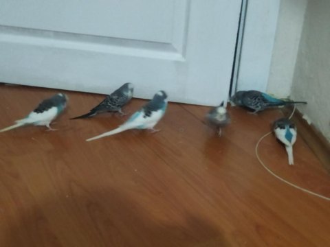 Damızlık muhabbet kuşu