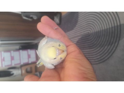 Renk güzeli rainbow muhabbet kuşu yavrular