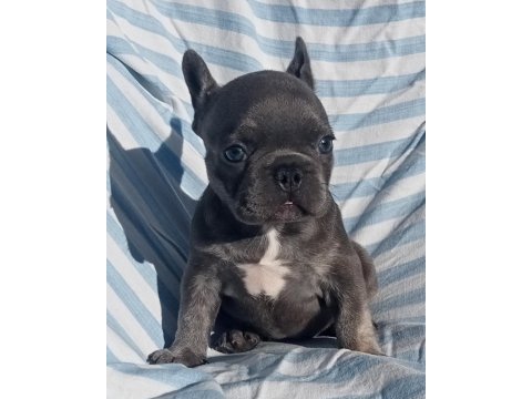 Ankara french bulldog