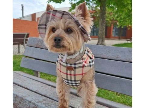 Çok uyguna süs köpeği