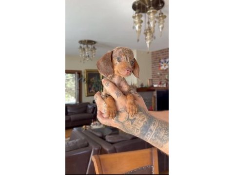 Teacup rabbit nadir chocolate merle dachshund yavru