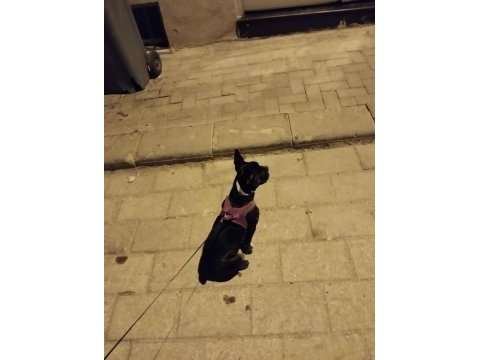 Dişi french bulldog