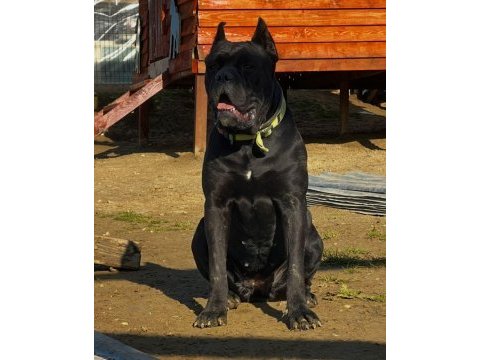 Genç erkek ve dişi cane corso köpekler