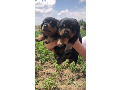A secereli anne babadan rottweiler