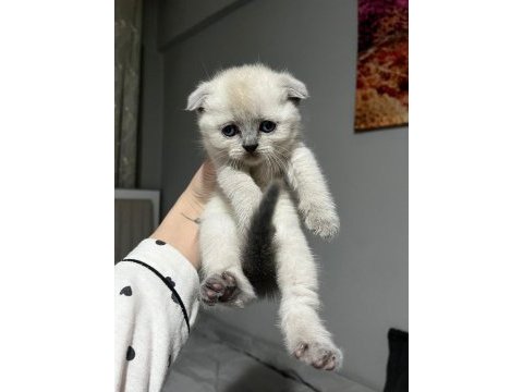Point blue scottish fold bebekler