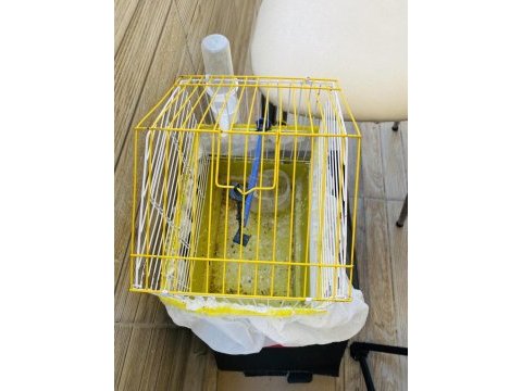 2 japones muhabbet kuşu büyük küçük kafes yuvalık
