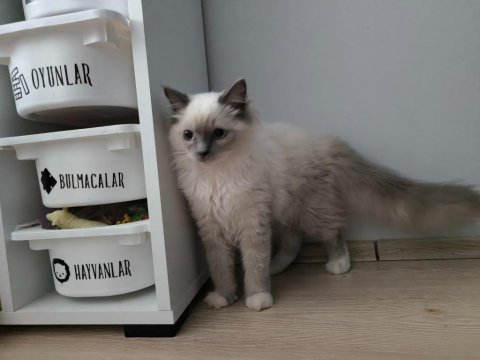 Ragdoll bebiş